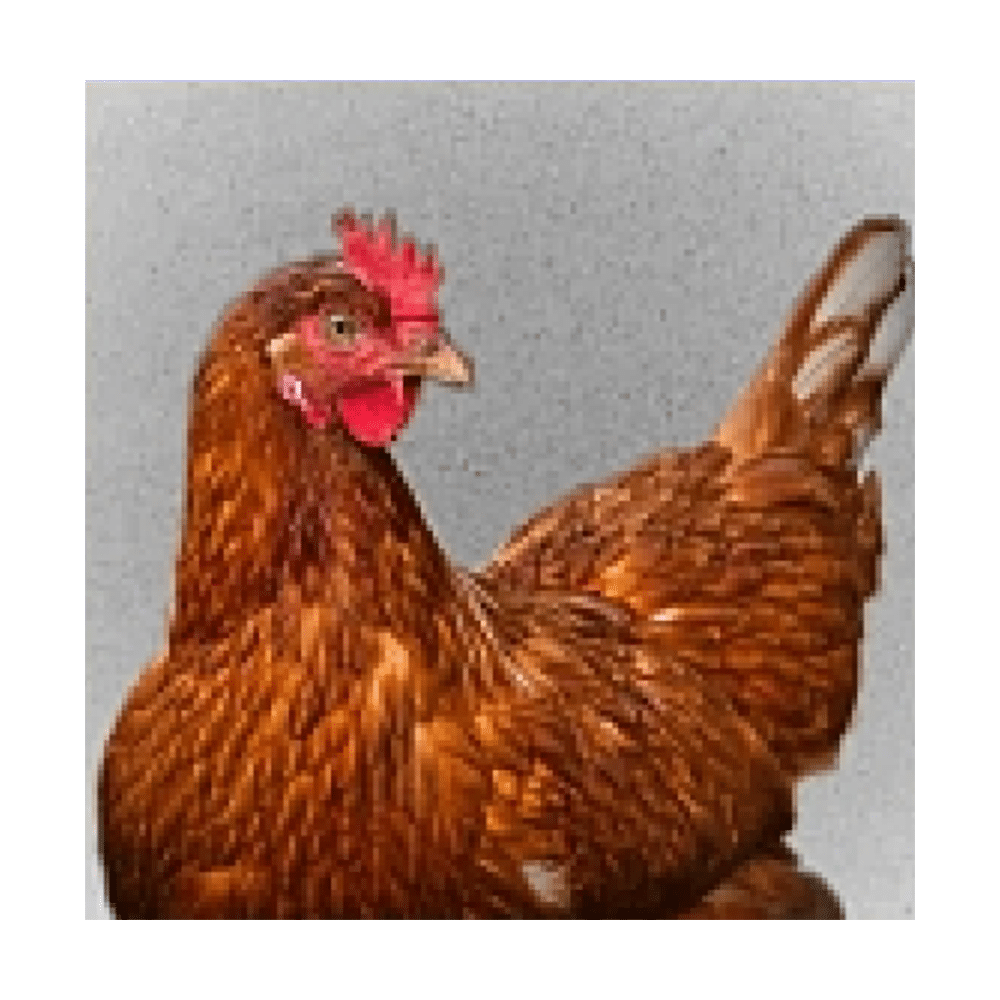 Geflügeleinstreu kaufen